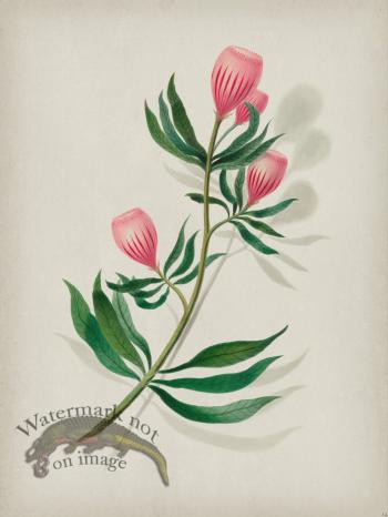 Andean Botanicals 014